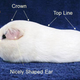 Image for article titled The high-stakes underworld of guinea pig pageantry